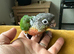 Hand reared baby Green cheek conure