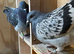 Pet / Homing Pigeons &pound;15 (per bird) ready end September 2026