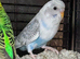 Two young budgies