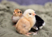 Barbu D'uccle Chicks