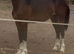 Sec d yearling colt