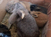 2 lion head bunnies for sale