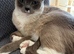 Ragdoll boy