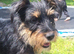 Norfolk terrier x Jack russell
