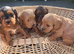 F1 B cavapoo puppies