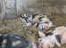 Kune kune piglets