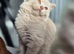 3 playful females left