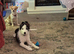 7 month old blue merle border collie dog