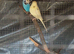 Pair of budgies