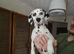 New litter of Dalmatian pups