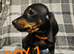 Dashound puppies ONLY 3 LEFT