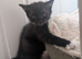 Beautiful kittens for sale