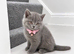 TICA- Registered Female British Shorthair Kitten