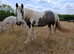 Yearling cob mare