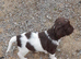 Gorgeous English Springer Spaniel Puppies