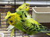 Helicopter budgie