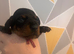 Two Black and Tan girls available Miniature dachshund