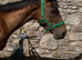 15.3 6yo TB mare