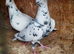 Grizzle racing pigeons for sale