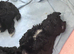 5 star ️ Toy shihpoo puppies