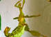 Macleays Stick Insect Eggs That Produce Stunning Green Ones.