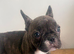 Beautiful puppies for sale
