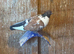 Mixed pigeons for sale - tumbler/mags