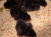silkie usa chicks
