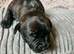 Puppies