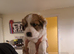 Sable and white border collie puppies