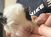 5 pedigree Siberian husky / American Akita long haired puppy's.