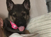 Princess the German shepherd