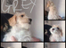 Jackapoo ( Cockapoo x Jack Russell First vax Done Second arranged Please read on