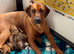Rhodesian Ridgeback Pups