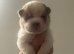 Beautiful flower bear coat k c reg