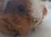 2 females ready for forever homes