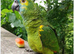 Wanted for loving family amazon or African grey.