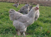 Pure Breed Chickens Brahma Sussex wyondotte ducklings and more