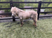 Shetland gelding looking for the right home