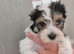 Yorkshire Biewier terrier