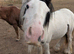 8 months old colt