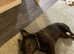 French bulldog for sale