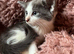 Blue and white kittens