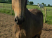 Lovely Dun 2yr Filly