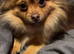 Pomeranian chocolate female