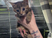 Kittens for sale