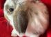 Gorgeous Pure Mini Lop Rabbits
