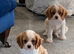KC CAVALIER KING CHARLES SPANIEL STUD