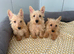 beautiful Scottish terrier puppy’s