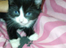 5 beautiful kittens for sale 4 girls 2 boys